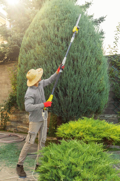 Professional Tree Removal and Landscaping Services in Manchester, WA